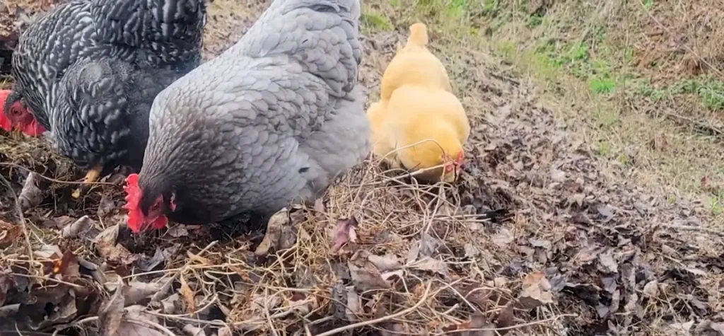 Regular Check-Ups for Sapphire Gem Chickens