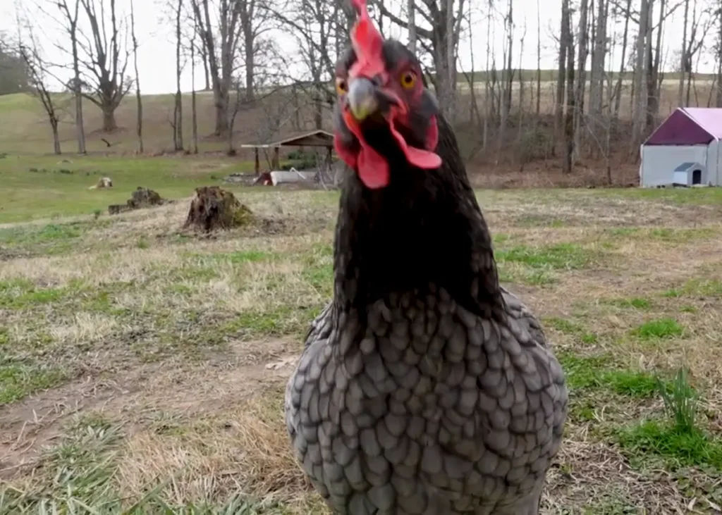 Care and Maintenance