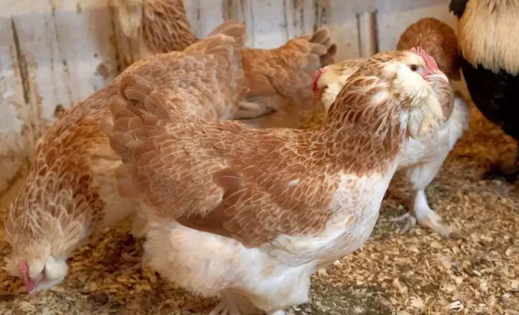 Salmon Faverolles Appearance