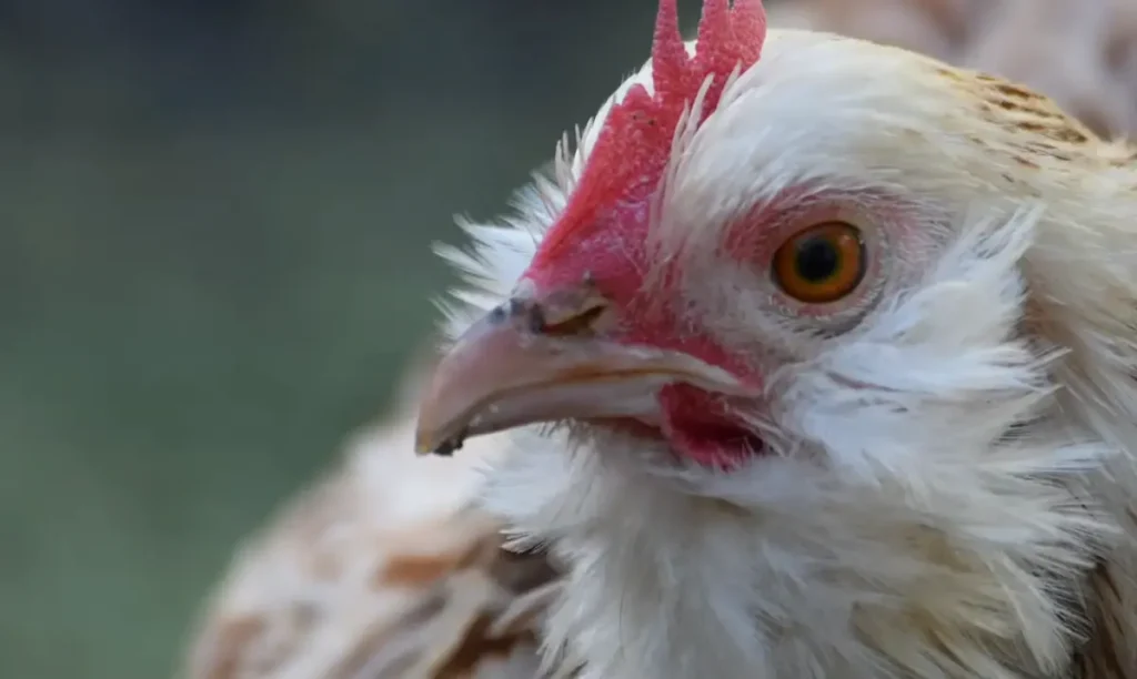 Compatibility with Other Chicken Breeds