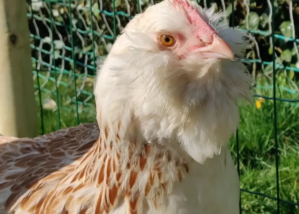  personality Salmon Faverolles