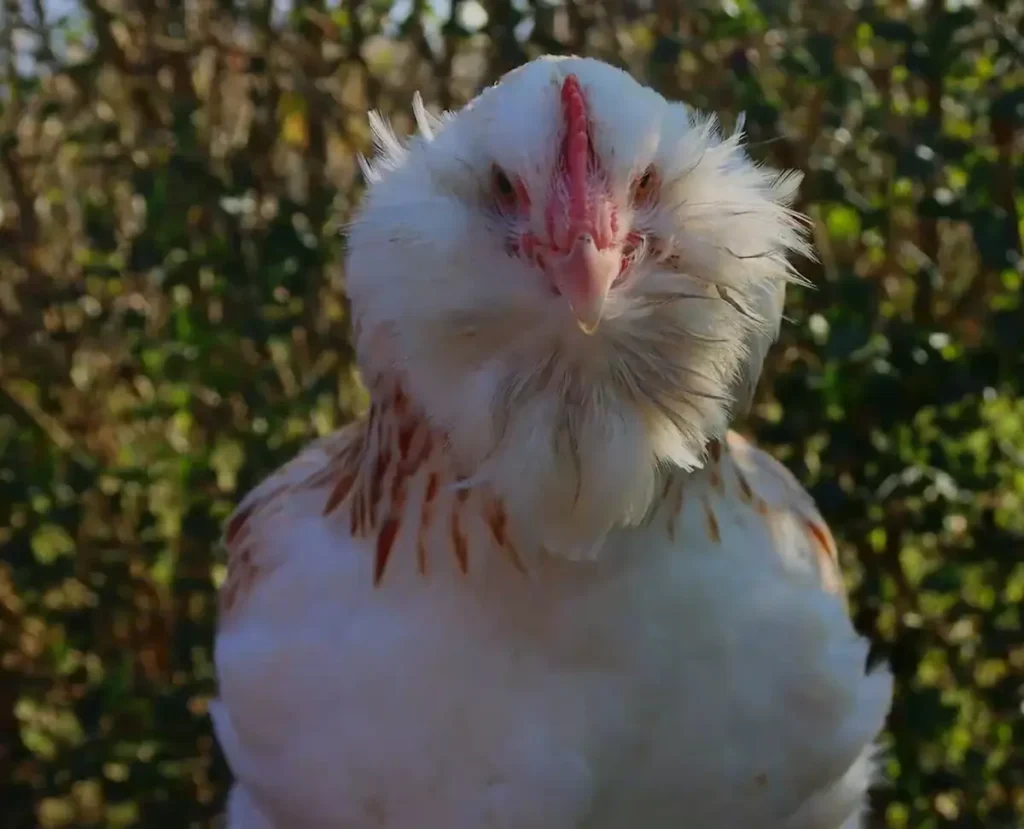  Faverolles Bantams and Size Comparison