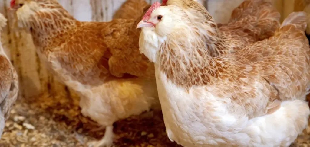 How Much Space Do Salmon Faverolles Chickens Need