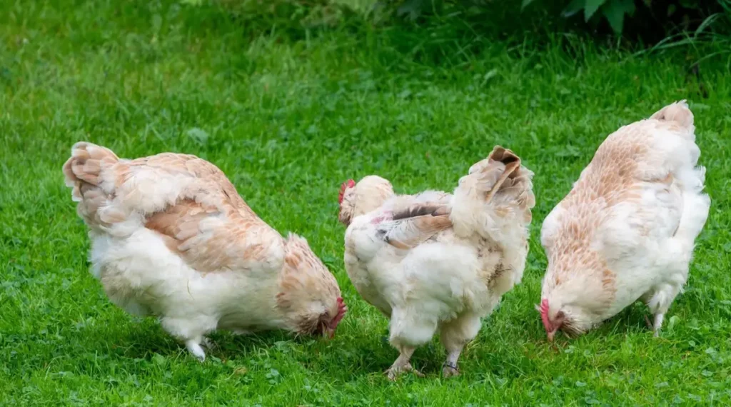 Are Salmon Faverolles Good for Beginners and Backyard Farms