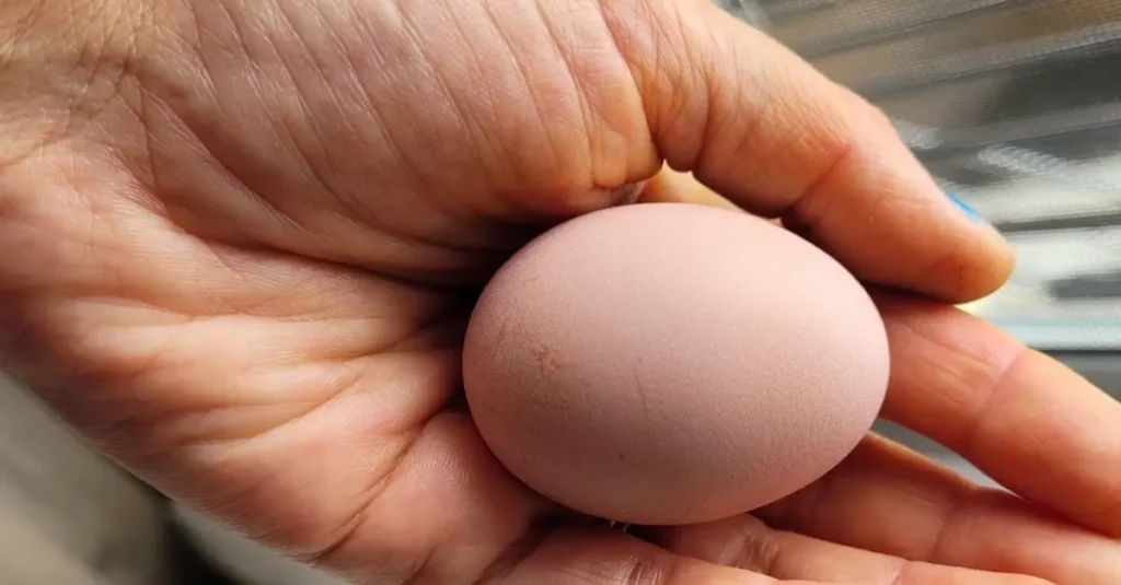 Salmon Faverolles Egg Color