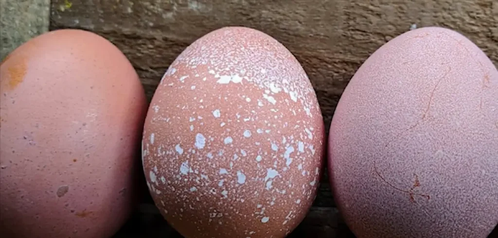 Faverolles Egg Color and Production