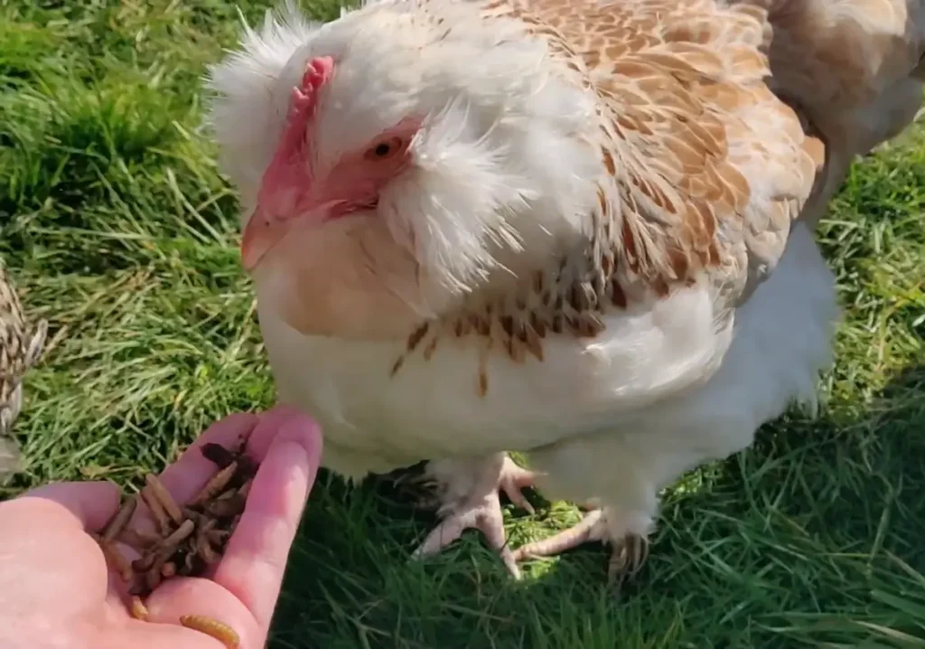 Care and Health for Salmon Faverolles Chickens