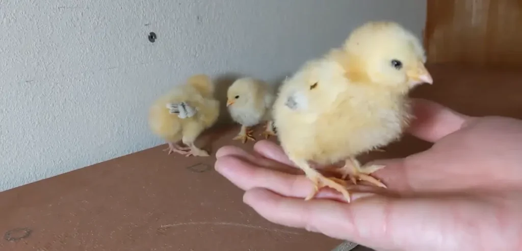 Salmon Faverolle Chicks Look Like