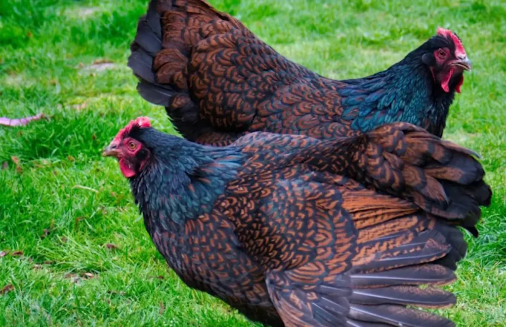 History and Origin of Barnevelder Chickens