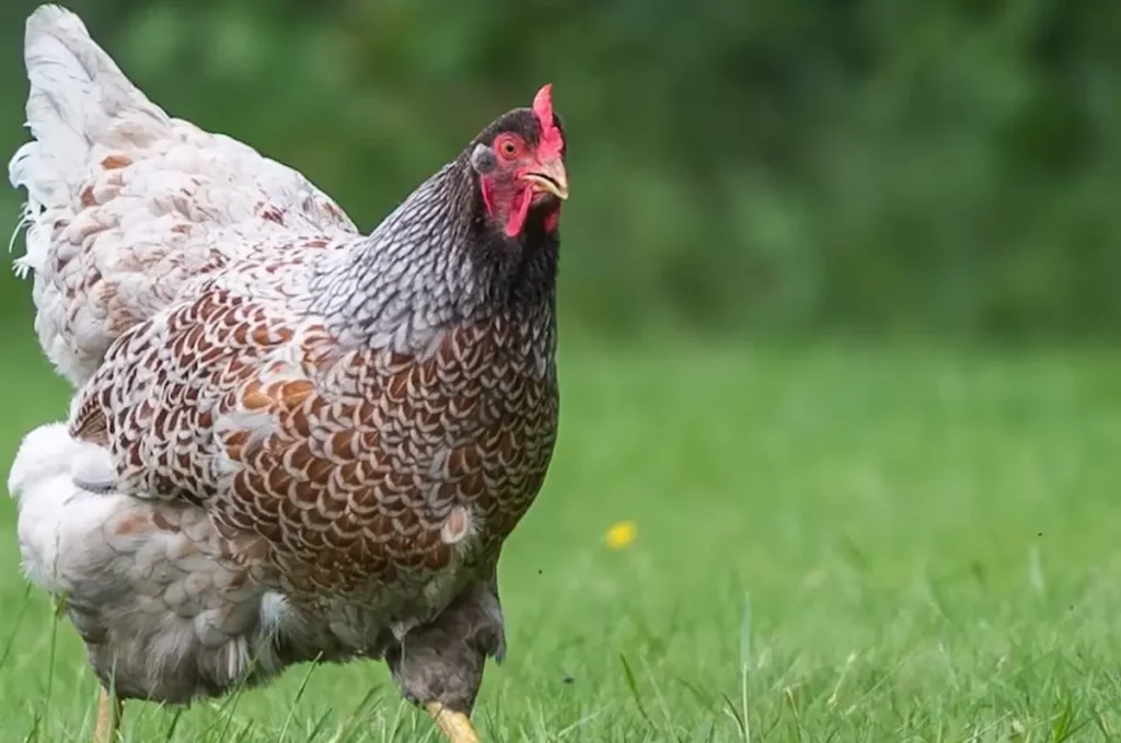 Physical Characteristics of Barnevelder