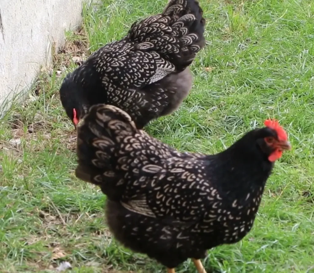 BARNEVELDER PERSONALITY