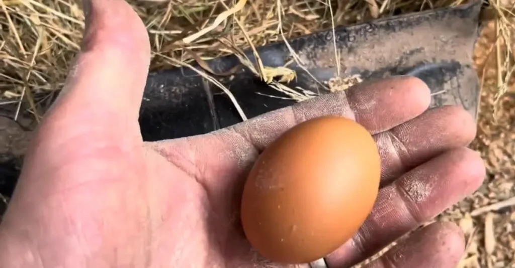 Egg Production 
