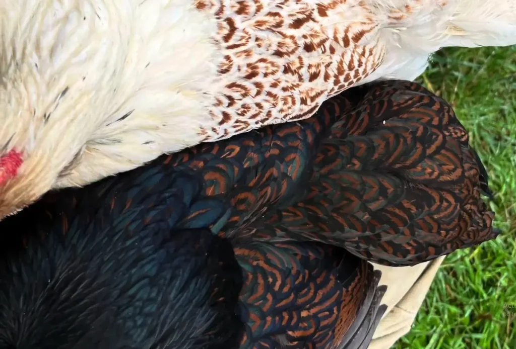 Barnevelder Colours