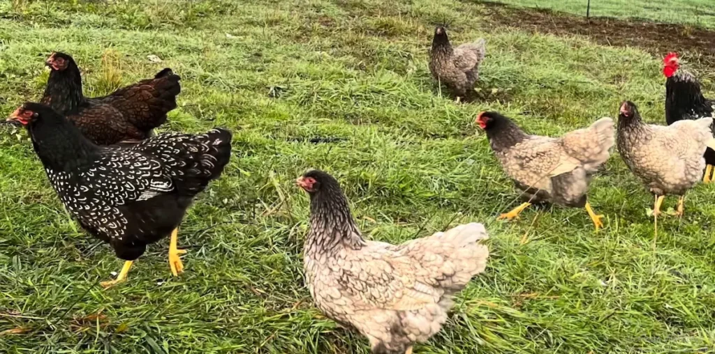 Barnevelders in the Backyard