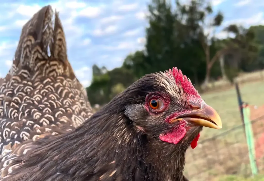 Barnevelder Behaviour and Breeding