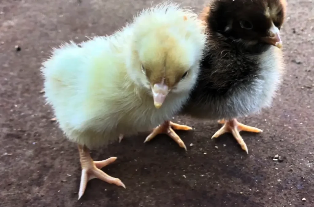 Raising Barnevelder Chicks