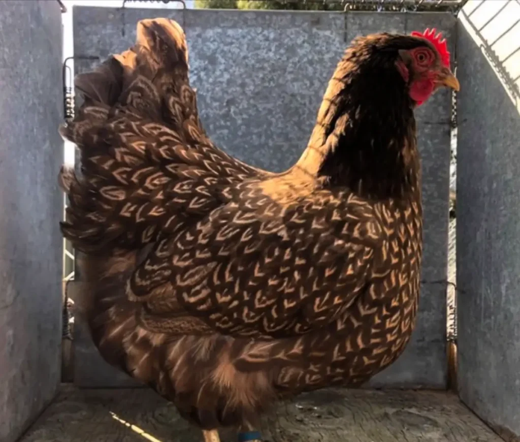 Health and Lifespan of Barnevelders