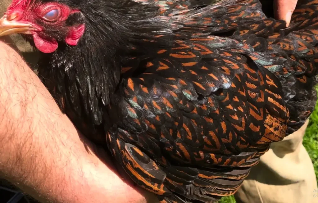 Barnevelders as Pets