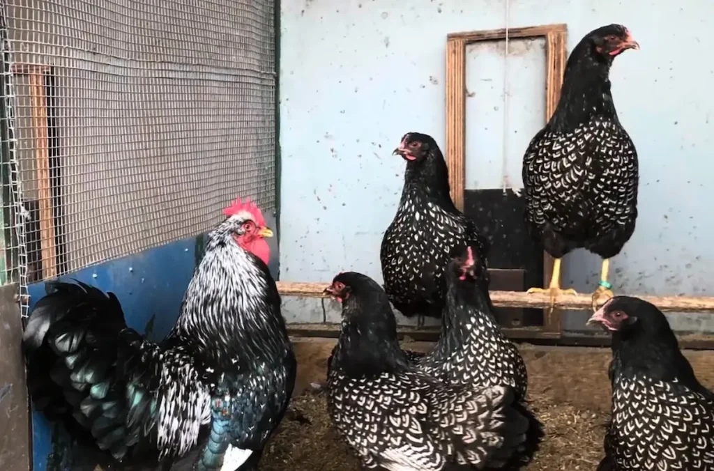 Choosing Barnevelders for My Flock