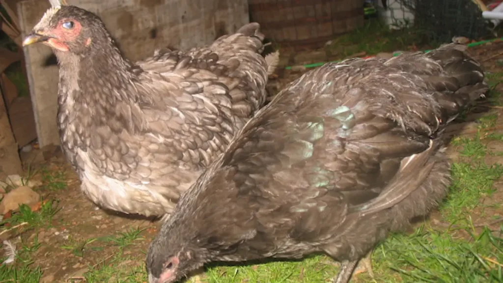 Jersey Giant Characteristics