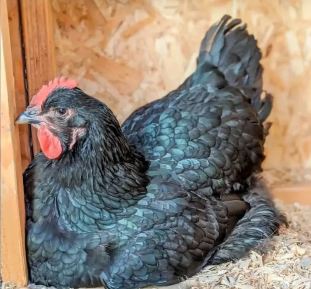 Development of the Jersey Giant Chicken