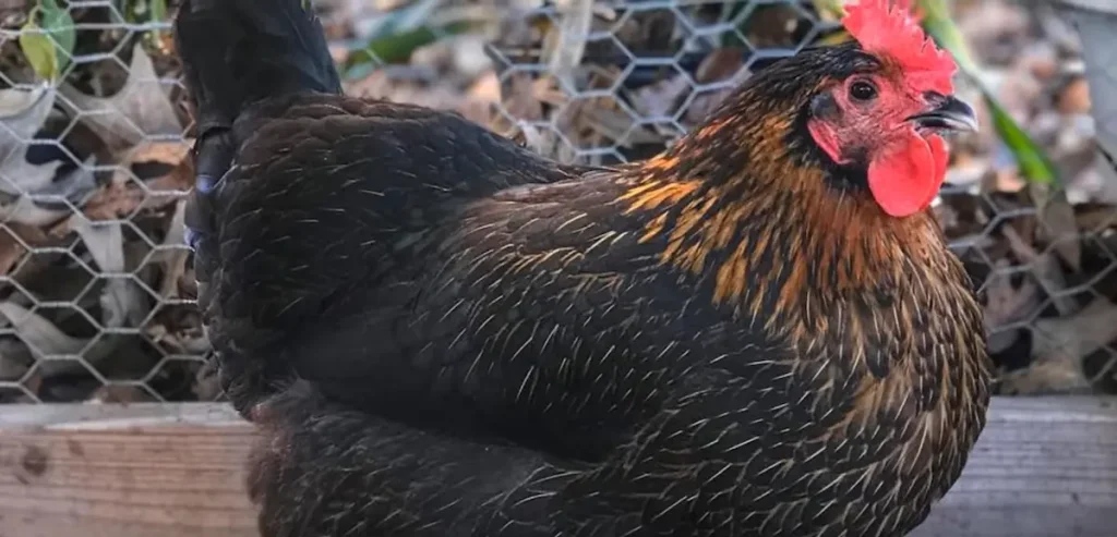 Black Sex-Link Chicken Temperament