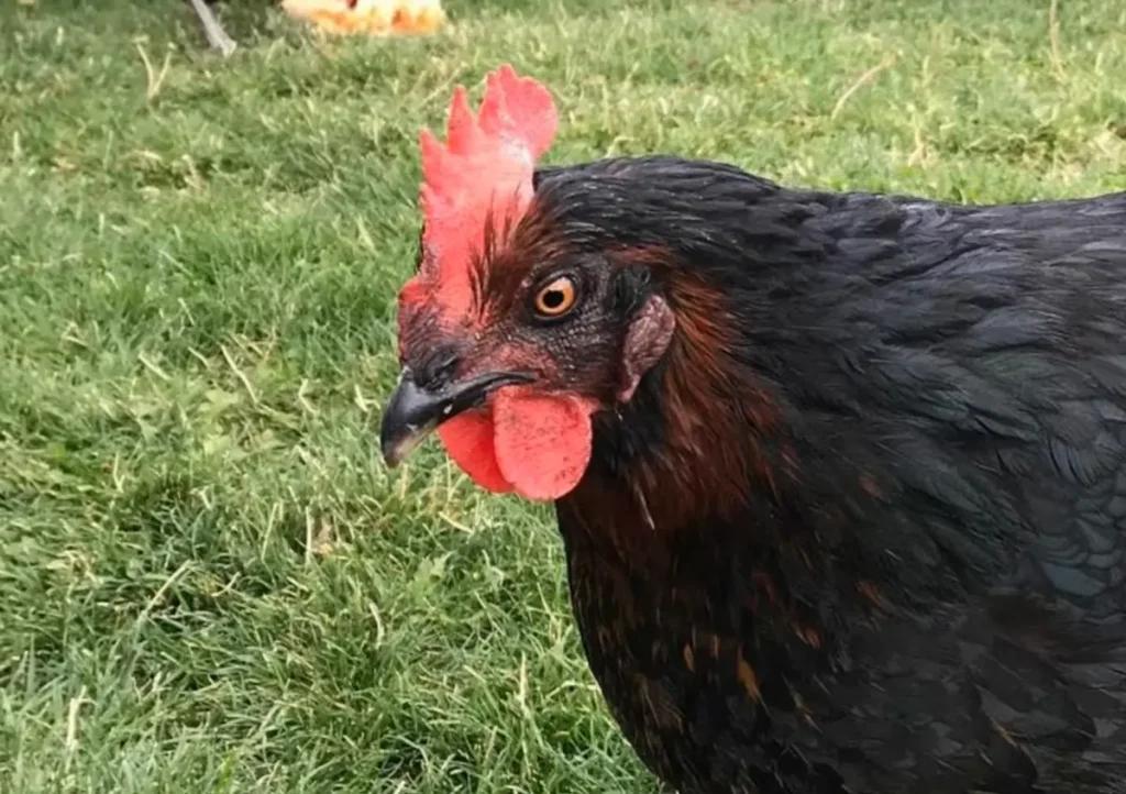 Health and Care of Black Sex Link Chickens
