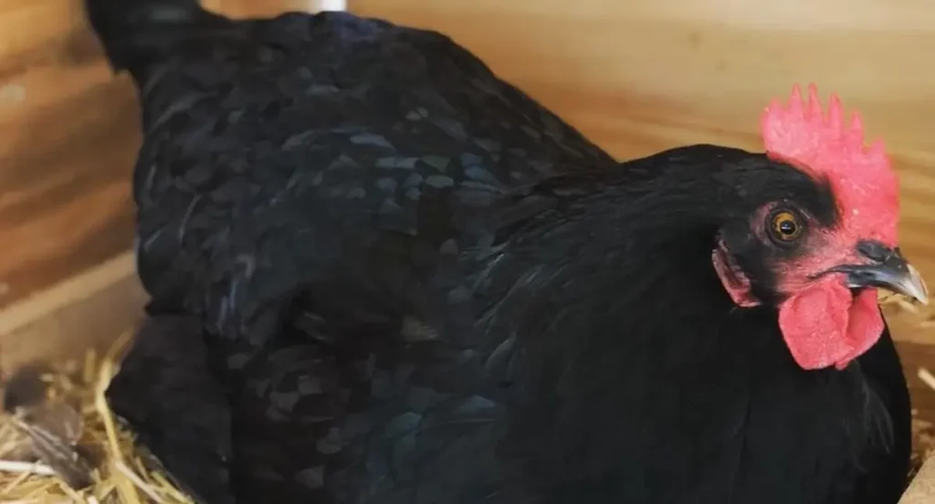 Lifespan of the Jersey Giant Chicken