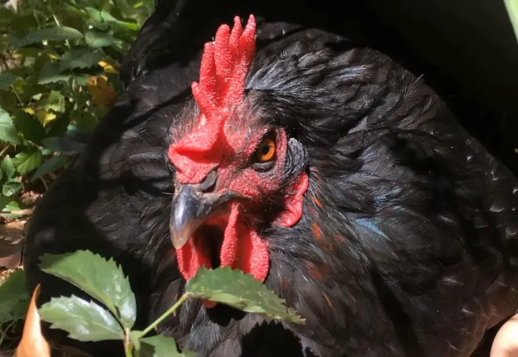 Brahma Chicken vs Jersey Giant