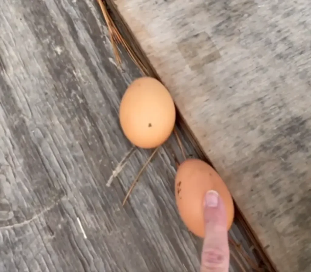 Egg Production and Size