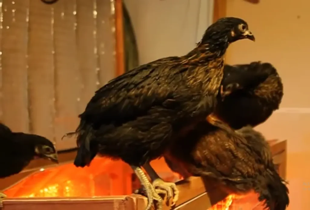 Features of Black Sex-Linked Chicks