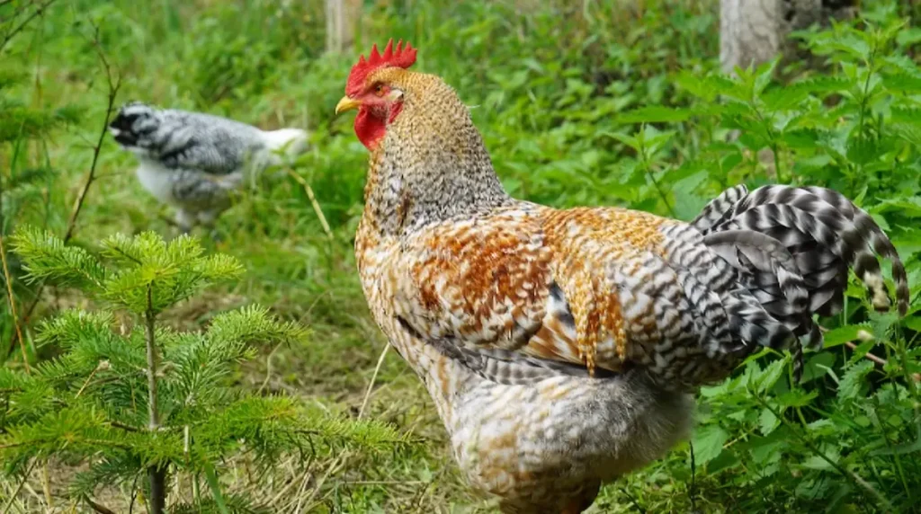 Physical and Temperamental Attributes of Bielefelders