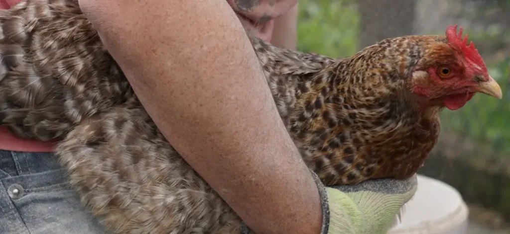 Unique Features of the Bielefelder