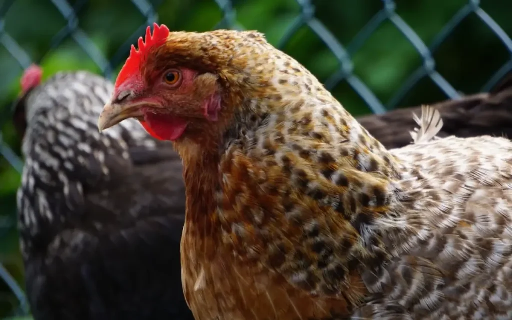 Health and Hardiness of the Bielefelder