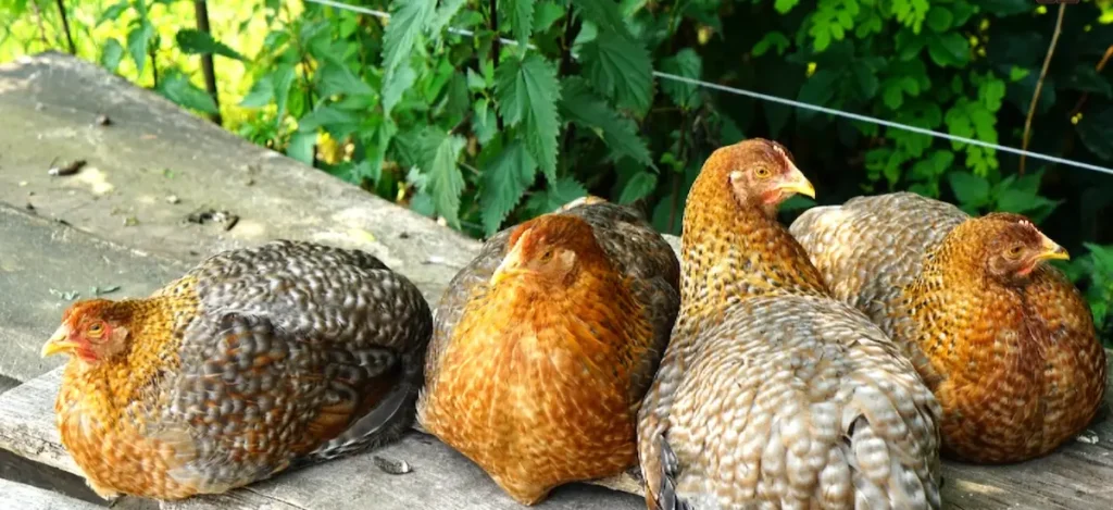 Why the Bielefelder is the Ideal Chicken Choice
