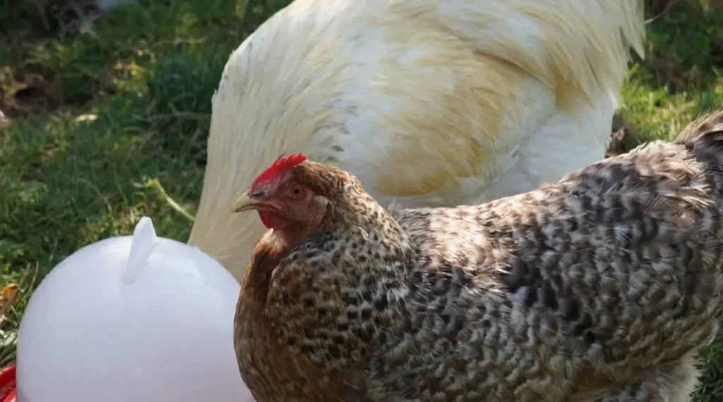 Practical Considerations for Raising Bielefelder Chickens
