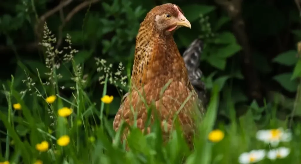 Should You Add Bielefelders to Your Flock?