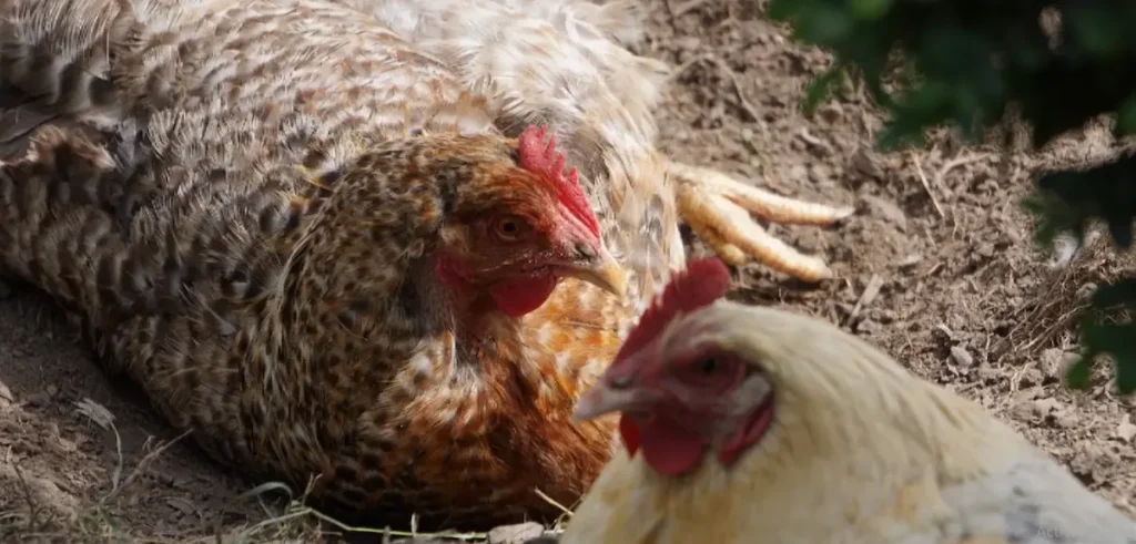 Bielefelder is a fantastic bird