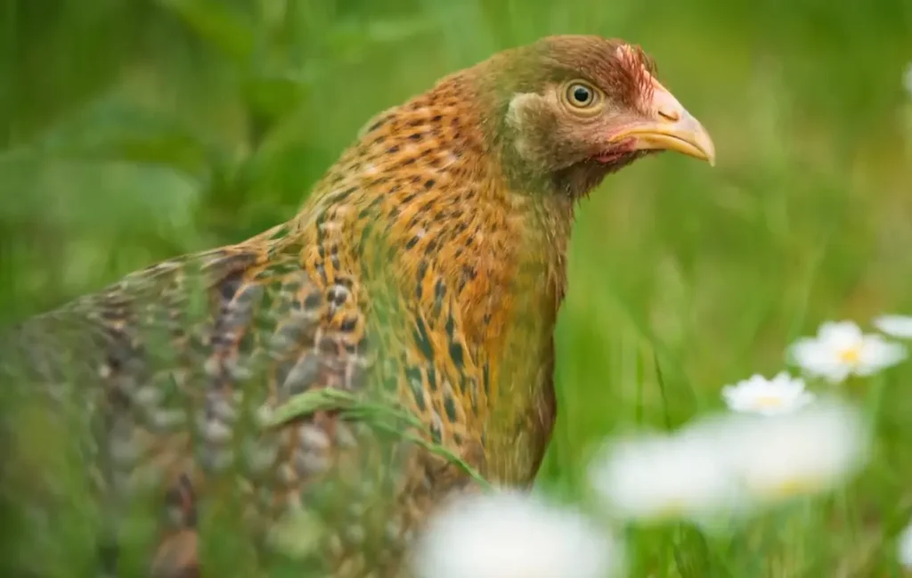 Temperament and Behavior