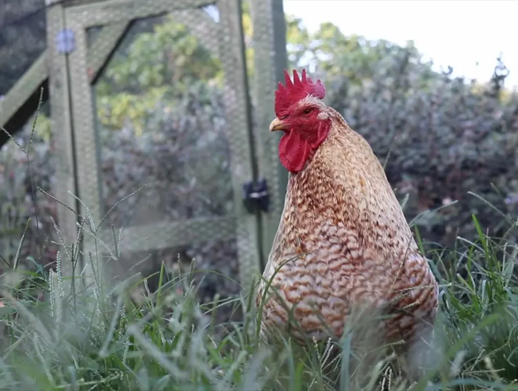 Why You Should Consider Having a Rooster