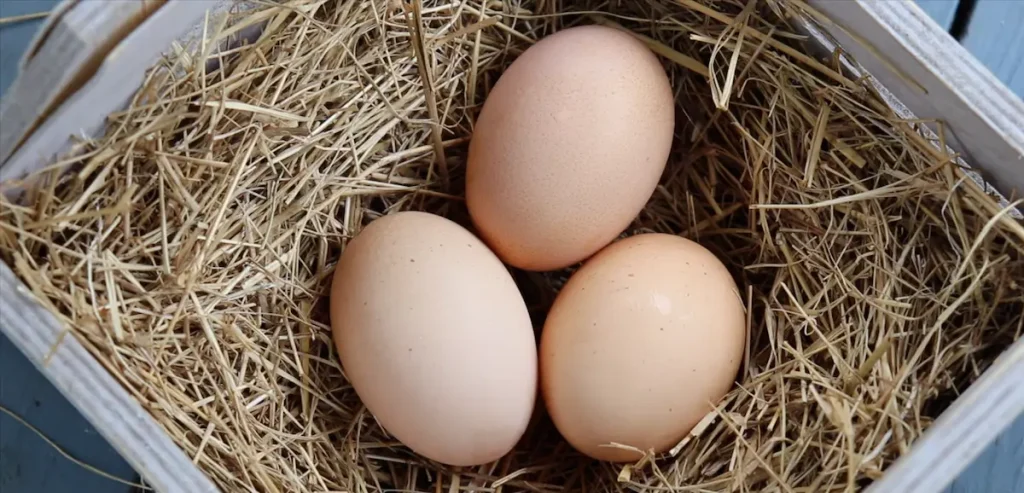 Egg Production and Brooding Characteristics