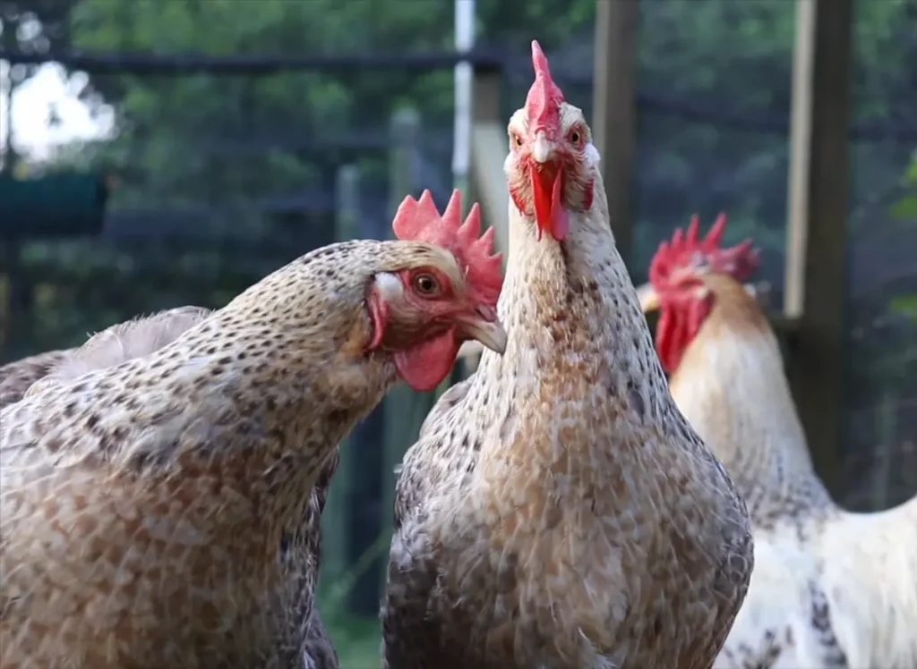 Where to Find Bielefelder Chickens
