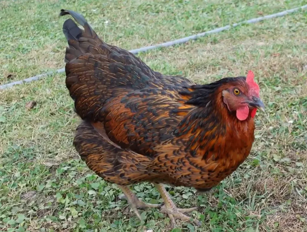 Favorite Chicken Breed: Black Sex-Link (Black Beauties)