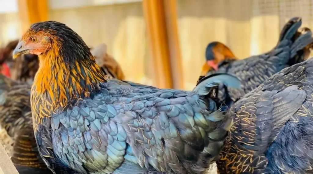 Sociability and Free-Range Behavior of Black Sex Link Chickens