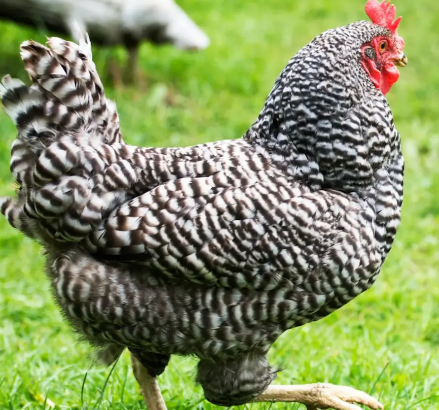 Decline and Survival Through the Years