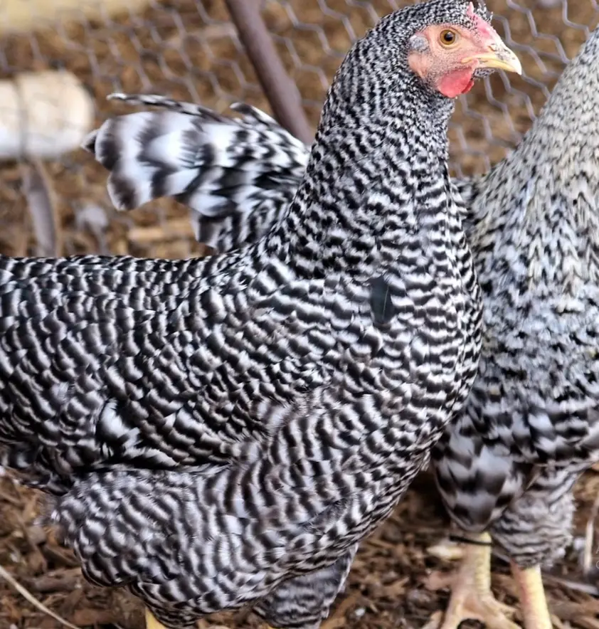 Personality and Temperament