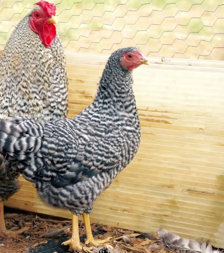 Dominique Vs Barred Rock