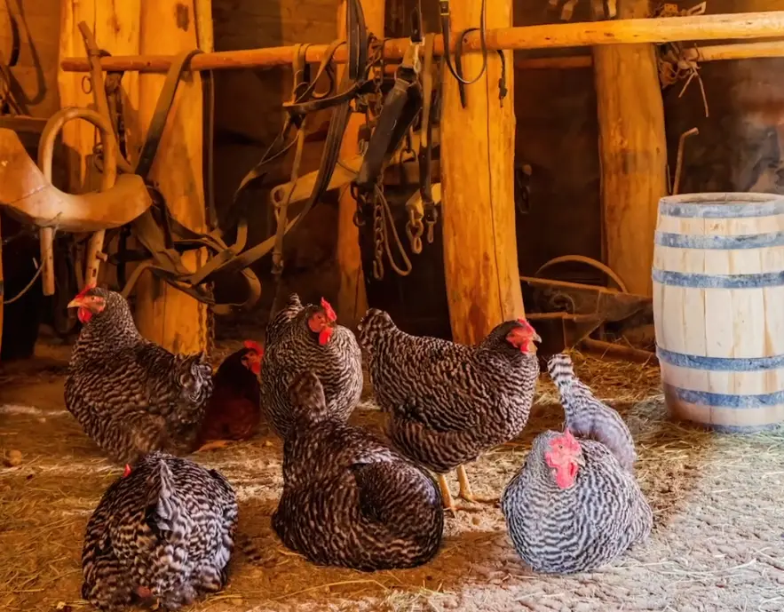 Effort to Save the Dominique Chicken