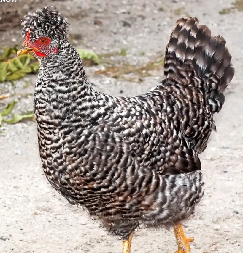 Physical Description of the Dominique Chicken