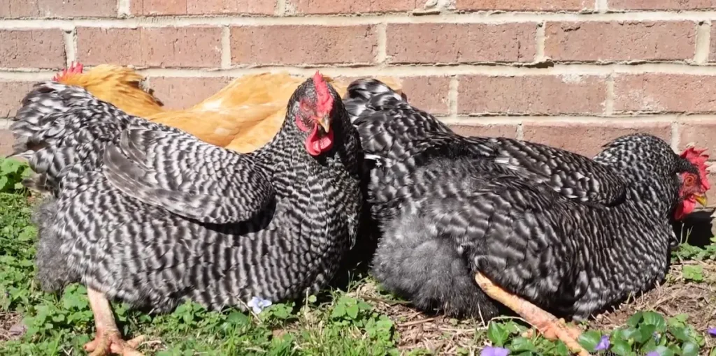 Development of the Plymouth Rock Breed